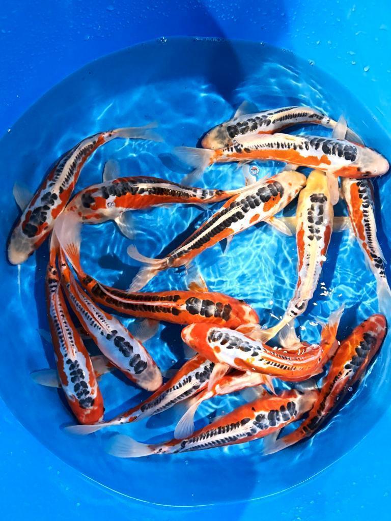 De mooiste Japankoi koop je in Dalen , G&D Koi en aquaria, Dieren en Toebehoren, Vissen | Vijvervissen, Karper of Koi
