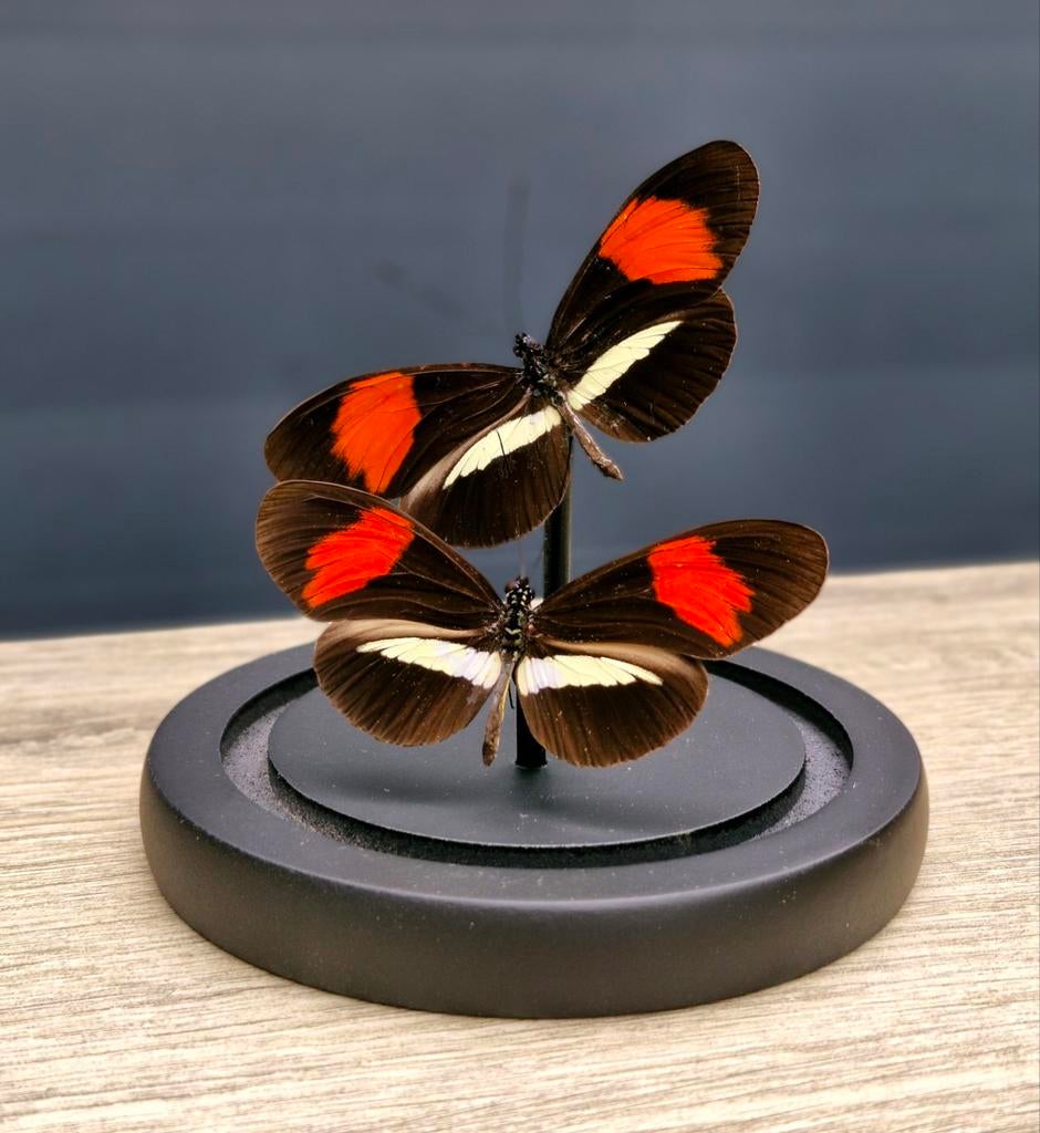 Opgezette vlinder,  stolp, taxidermie, Ophalen of Verzenden, Nieuw, Insect, Opgezet dier