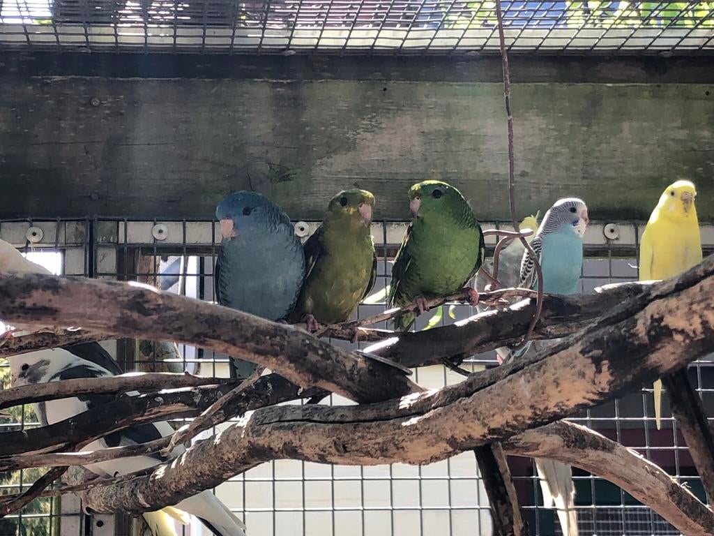 Catharina, Mannelijk, Parkiet, Geringd