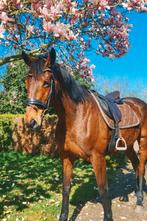 Lieve sociale merrie 1.65, Dressuurpaard, 160 tot 165 cm, 11 jaar of ouder, Merrie