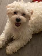 Maltipoo pups, Parvo, Overige rassen, 8 tot 15 weken, Meerdere