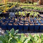 de Zonnehoed • duurzaam gekweekte tuinplanten, Tuin en Terras, Ophalen, Vaste plant, Overige soorten