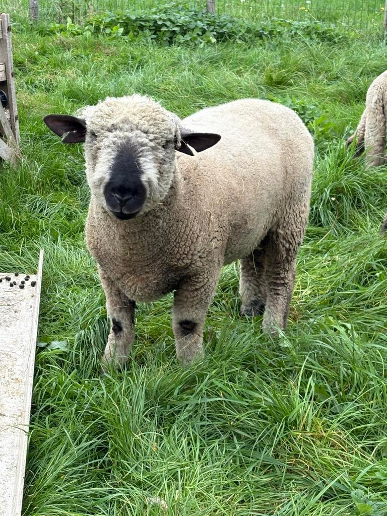 Hamshire down ram, Mannelijk, Schaap