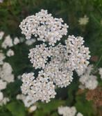 Duizendblad BIO zaden 1,25gr, Ophalen of Verzenden, Voorjaar, Volle zon, Zaad