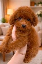 Prachtige toy poedel pups, Poedel, Parvo, 8 tot 15 weken, Meerdere