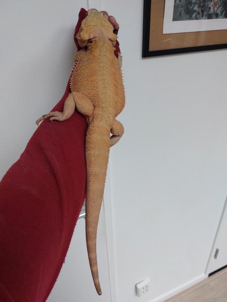 BAARDAGAAM CITRUS ORANGE