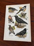 15 chromolitho's met vogels  incl verzendkosten, Ophalen of Verzenden