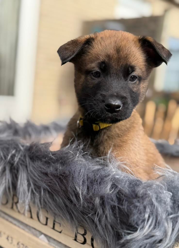 Mechelse herder reuen uit Knpv lijnen geboren 08-03-26, Dieren en Toebehoren, Honden | Herdershonden en Veedrijvers, Geslacht onbekend