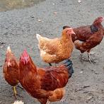 Hanen kippen, Dieren en Toebehoren, Mannelijk, Kip