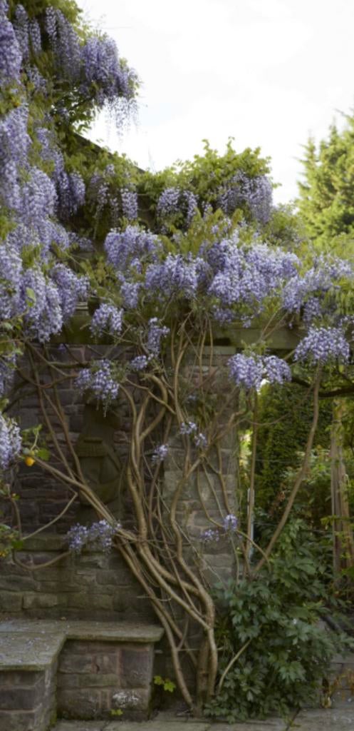 Wisteria/ blauwe regen, Tuin en Terras, Planten | Tuinplanten, Ophalen, Volle zon, Vaste plant, Klimplanten