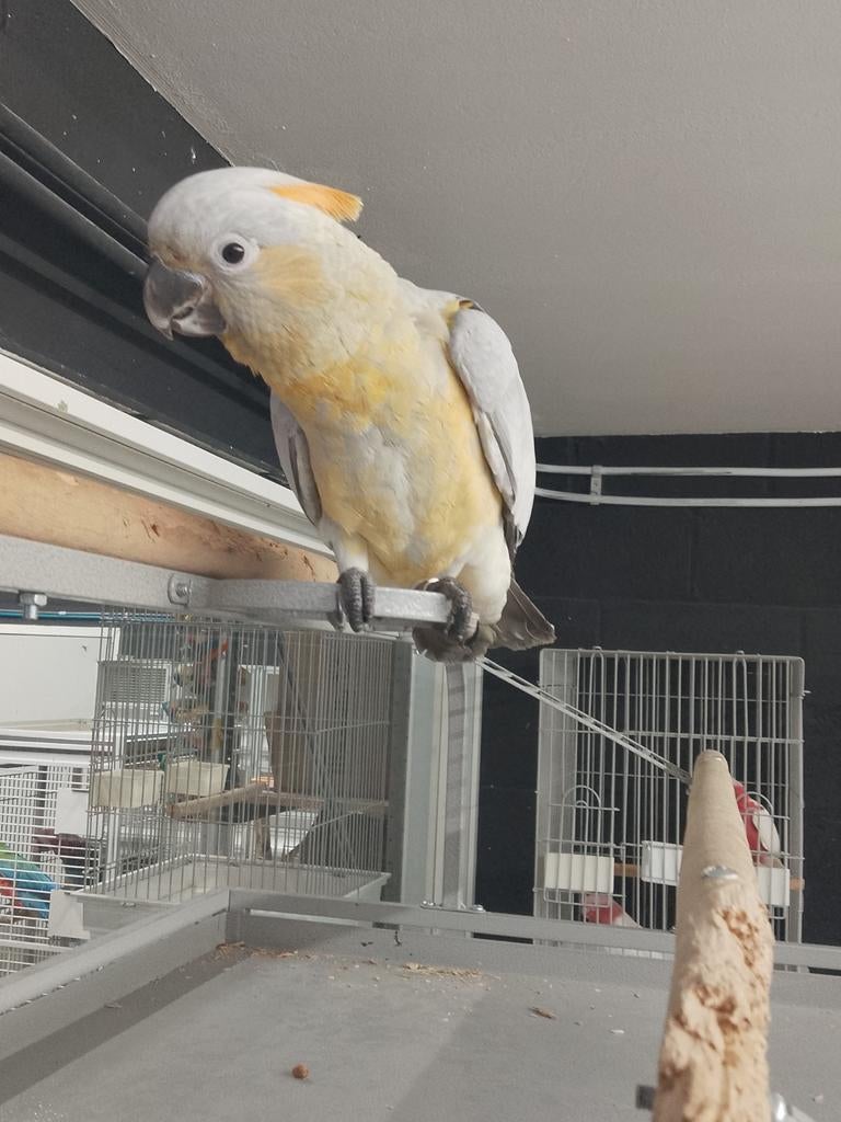 Jonge handtamme Hybride Kakatoes mannen, Dieren en Toebehoren, Vogels | Parkieten en Papegaaien, Mannelijk, Papegaai, Geringd