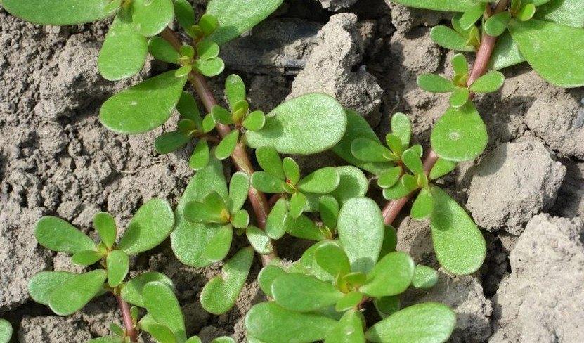 Bio zaden Zomerpostelein  - Portulaca oleracea, Verzenden, Voorjaar, Volle zon, Zaad