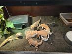 Pogona Vitticeps Baardagaam, Dieren en Toebehoren, Hagedis, 0 tot 2 jaar