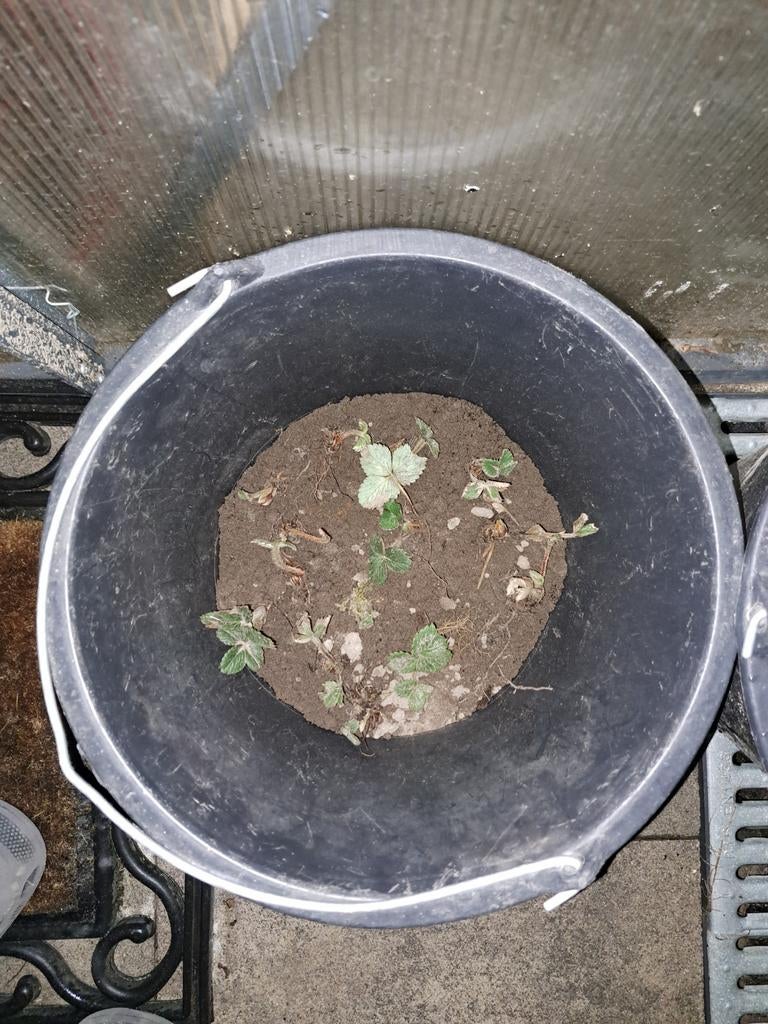 14 aardbeien stekjes te ruil, Ophalen of Verzenden