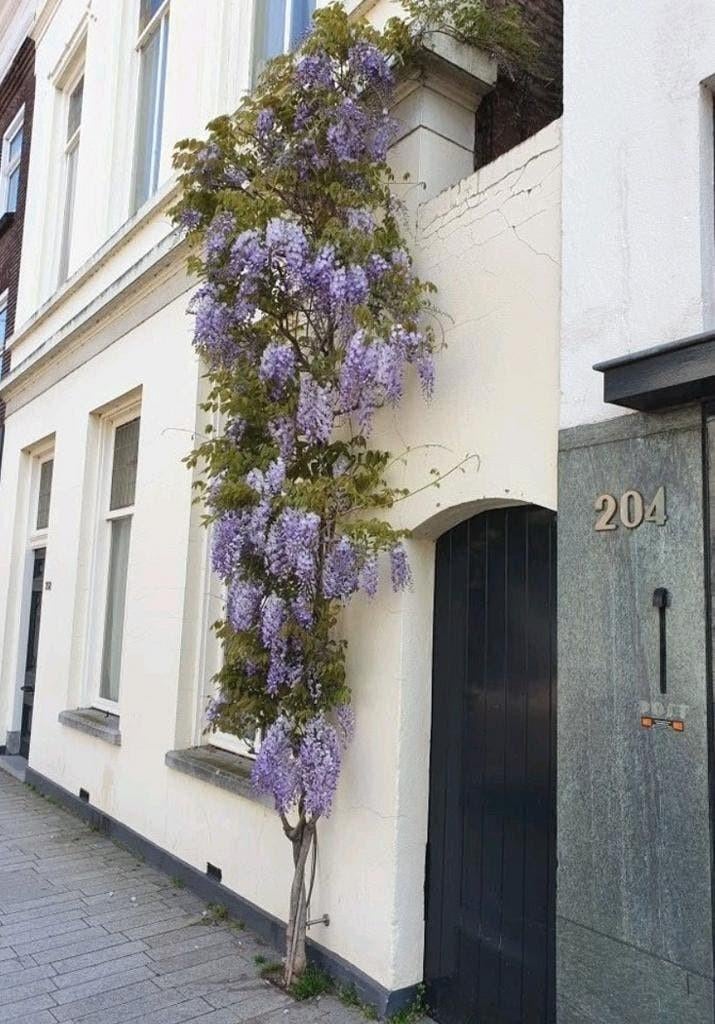 Nieuw BLAUWE REGEN in pot ca. 2 meter hoog Wisteria roze wit, Tuin en Terras, Planten | Tuinplanten, Ophalen of Verzenden, Vaste plant