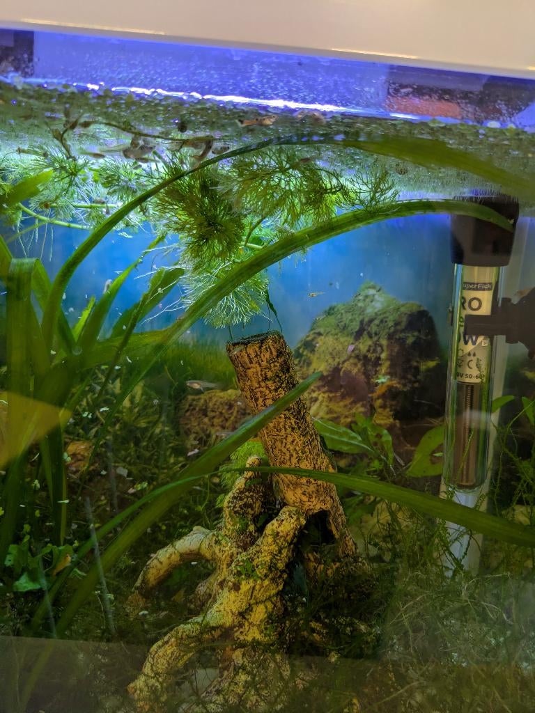 Jonge endler guppen, Dieren en Toebehoren, Vis, Zoetwatervis