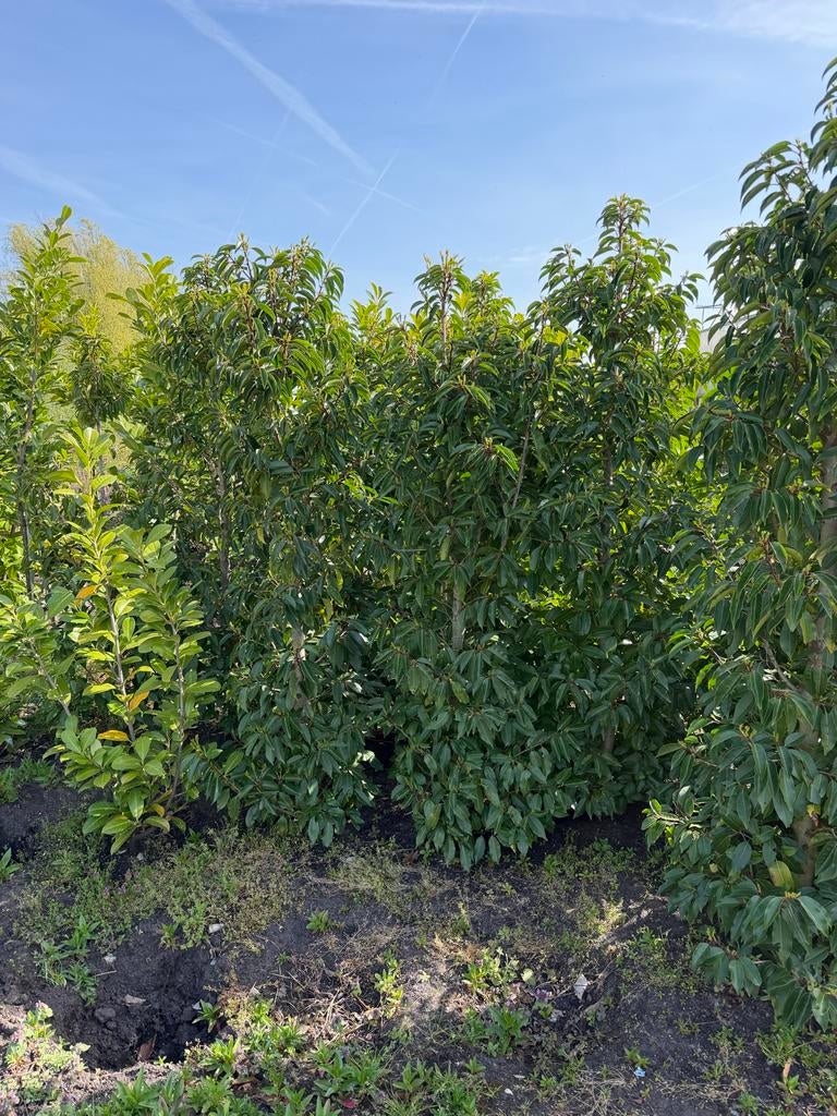 Portugese laurier 2 m - 2,20 m, Ophalen of Verzenden, Bloeit niet, Overige soorten, Halfschaduw