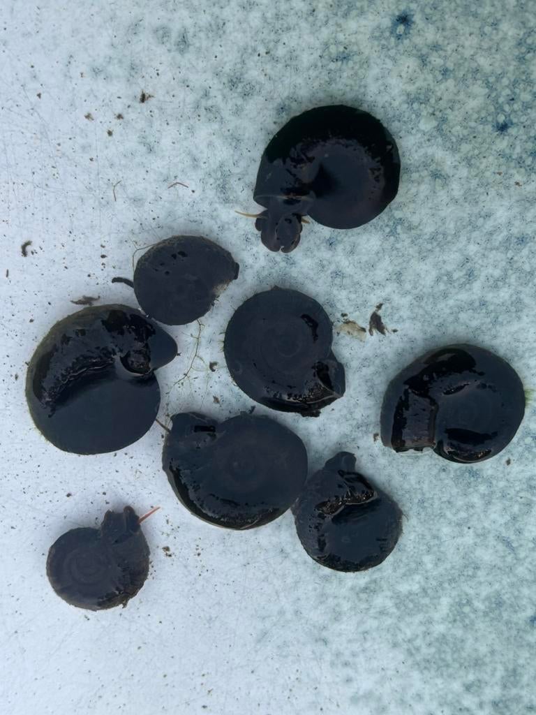 Posthoornslakken vijverslakken, Overige soorten