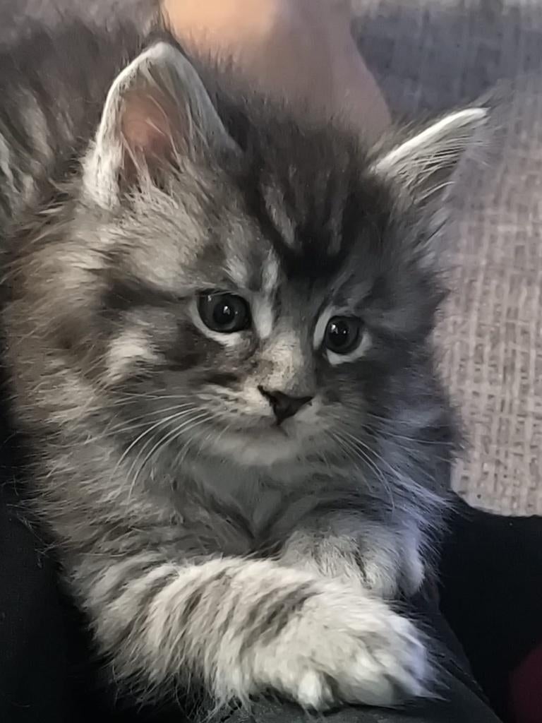 Nog 2 lieve Main Coon kittens poesjes te koop, Dieren en Toebehoren, Meerdere dieren, Gechipt, 0 tot 2 jaar