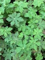 Ooievaarsbek, bloeiende vaste plant, paarsroze, Tuin en Terras, Ophalen, Lente, Overige soorten, Volle zon