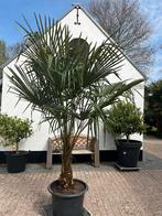 Winterharde palmbomen, Ophalen, Vaste plant, Overige soorten, Volle zon