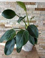 Philondendron green in pot, Huis en Inrichting, Kamerplanten, Overige soorten, In pot, Minder dan 100 cm, Groene kamerplant
