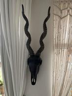 Decoratie schedel, Ophalen, Zo goed als nieuw