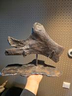 Maiasaurus illium fossiel op standaard, Ophalen of Verzenden, Fossiel