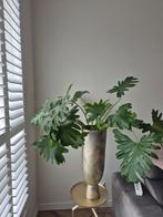 Grote kamerplant zonder pot, Huis en Inrichting, Kamerplanten, 100 tot 150 cm, Overige soorten, Groene kamerplant, Halfschaduw