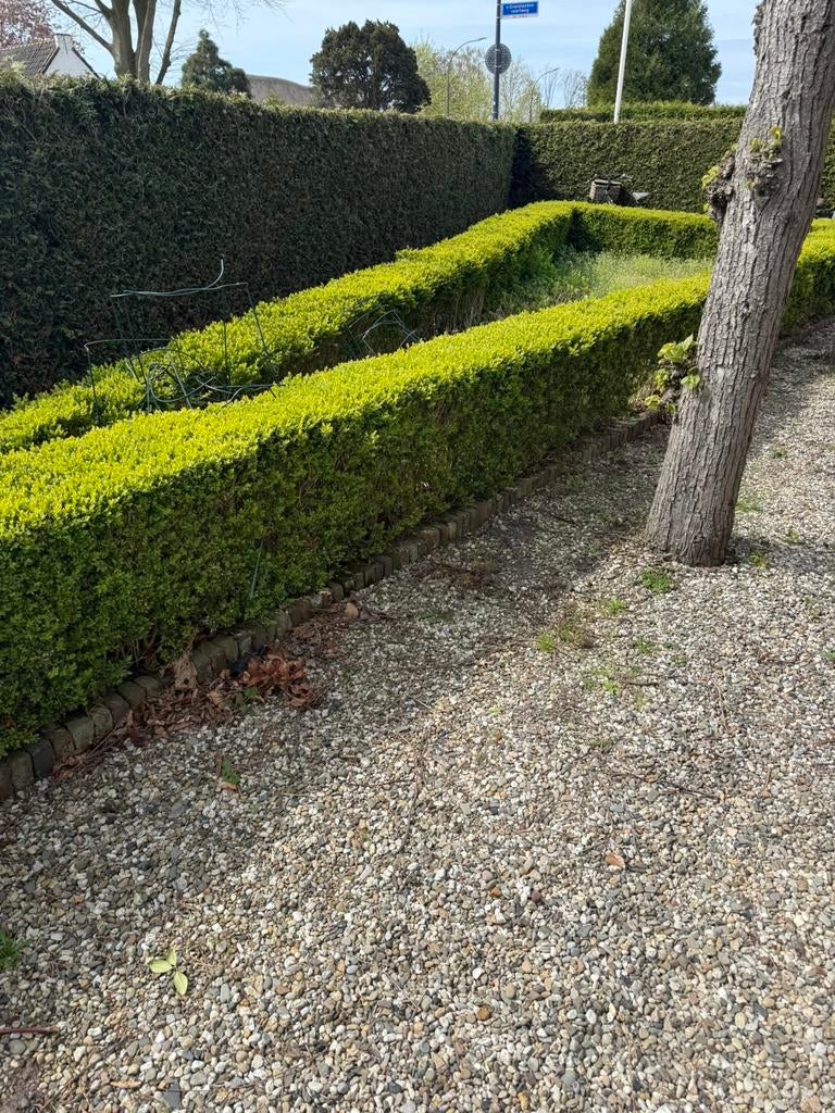 Buxus haag te koop, Tuin en Terras, Ophalen, Buxus, Minder dan 100 cm