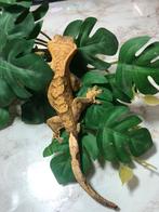 Wimpergekko - Crested gecko - Correlophus ciliatus, Dieren en Toebehoren, Reptielen en Amfibieën, Hagedis, Tam, 0 tot 2 jaar