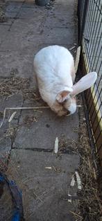 Duitse reus rammetje bijna 1 jaar oud, Mannelijk, Groot