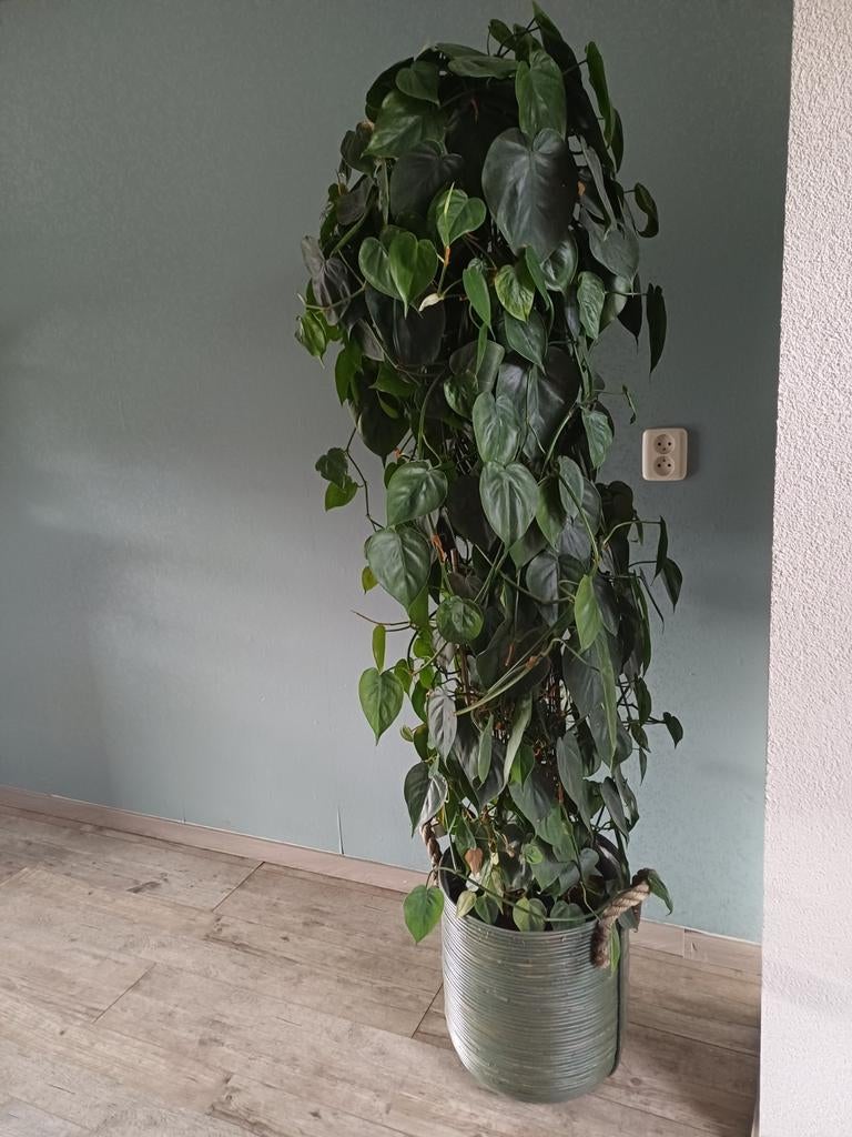 Philodendron scandens 1,80 meter met rotan mand., Ophalen of Verzenden, Halfschaduw, Minder dan 100 cm
