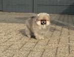 Zeer exclusief Pomeriaan reutje bearface, Keeshond, Reu, 8 tot 15 weken, Parvo
