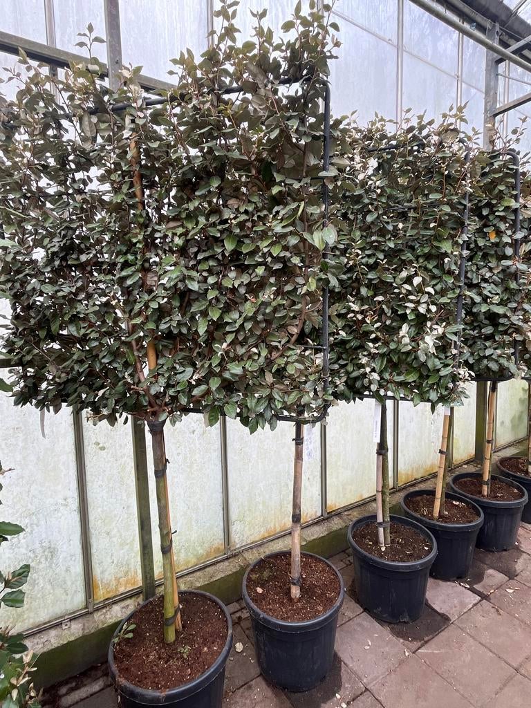 Elaeagnus Ebbingei olijfwilg op stam met frame €295, Tuin en Terras, Planten | Bomen, Ophalen of Verzenden, Volle zon, Overige soorten