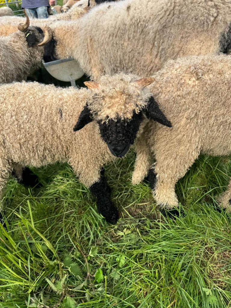 Walliser schwarznase ramlammeren, Dieren en Toebehoren, Schapen, Geiten en Varkens, Mannelijk, Schaap, 0 tot 2 jaar