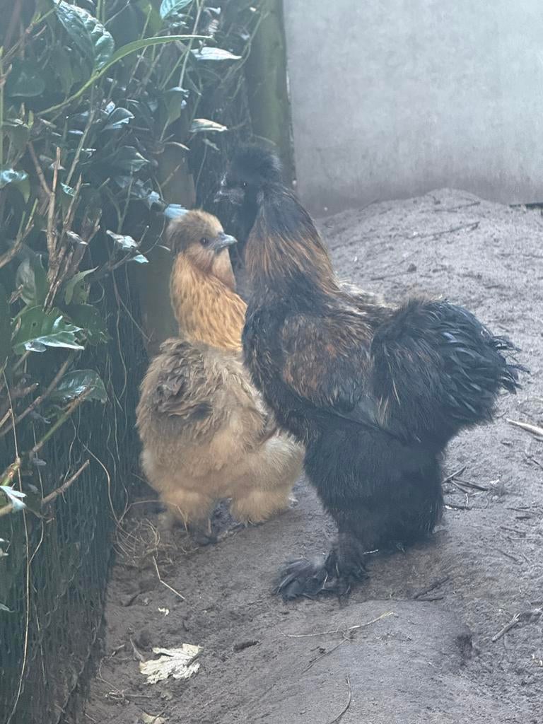 Jonge zijdehoen haan, Dieren en Toebehoren, Pluimvee, Mannelijk, Kip