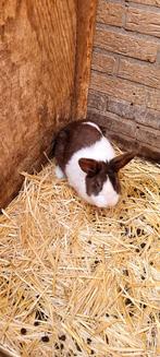 Tekoop raszuivere hollanders, Dieren en Toebehoren, Meerdere dieren, Dwerg, 0 tot 2 jaar