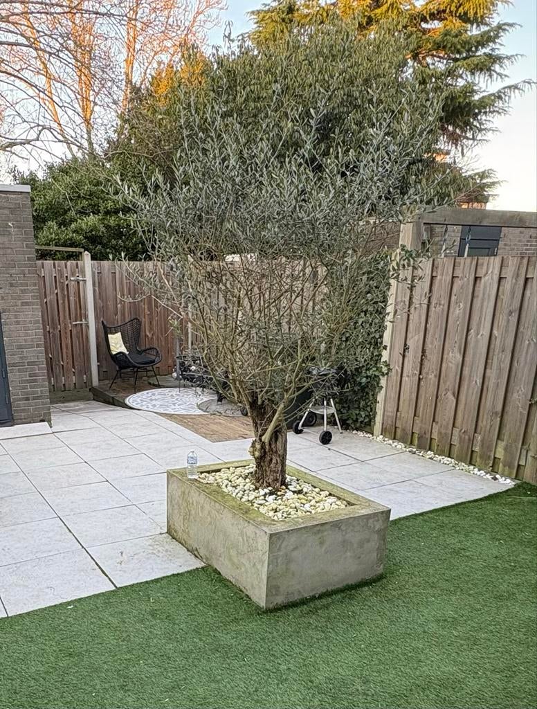 Olijfboom (gesnoeid), Lente, 100 tot 250 cm, Olijfboom, Ophalen