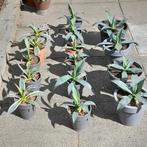 Agaves, Ophalen, Bloeit niet, Overige soorten, Halfschaduw