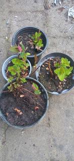 Diverse herfsthooi (Hypericum) stekken, Ophalen, Minder dan 100 cm, Overige soorten, Zomer