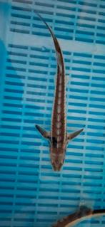 Diamantsteur Guldenstatii 35-40 CM, Steur