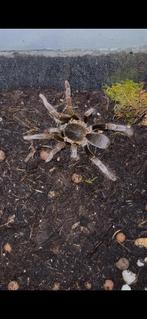 Vogelspin, Spin of Schorpioen