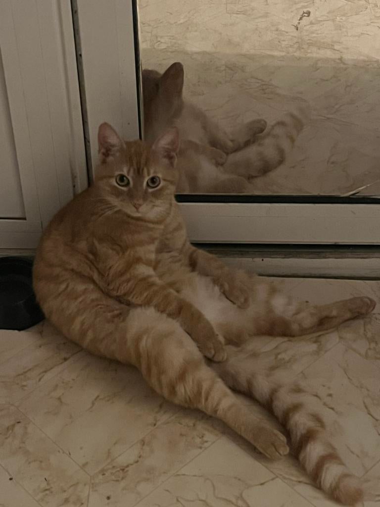 Kater 11 maanden, Dieren en Toebehoren, 0 tot 2 jaar