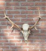 Compact Edelhert Gewei Jacht Trofee Mancave Jacht Hut g24, Ophalen, Zo goed als nieuw, Hert, Gewei of Kop