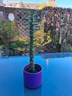 Austrocylindropuntia subulata, Ophalen of Verzenden, Overige soorten, Volle zon