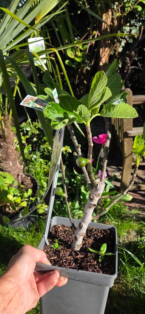 Vijgenboom 'Brown Turkey' - Ficus carica in pot, Tuin en Terras, Ophalen, Minder dan 100 cm, Lente, Volle zon