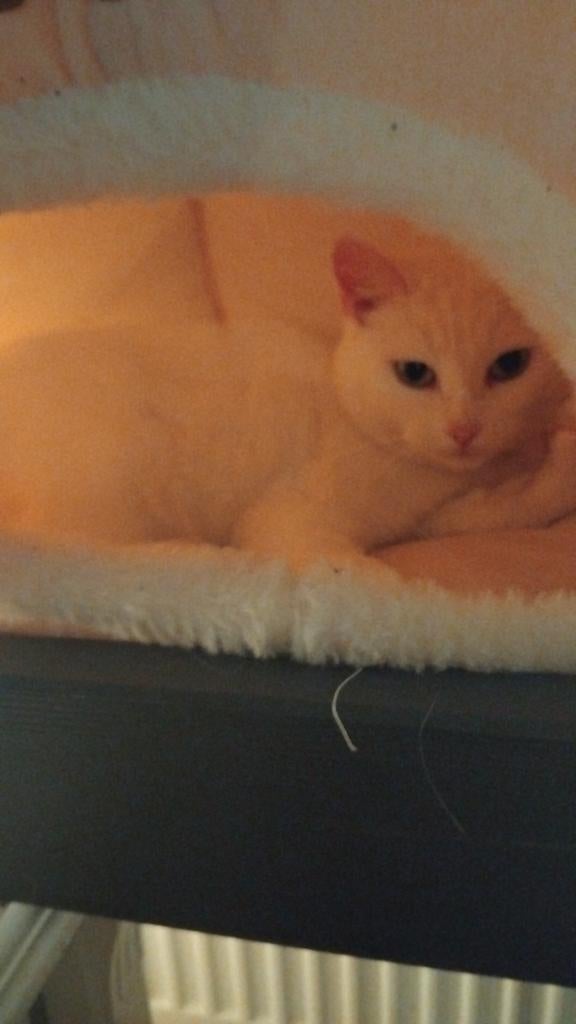 Turkse angora, Poes, Gechipt, 3 tot 5 jaar