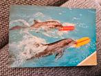 Dolfinarium  Dolfijnen, Ophalen of Verzenden, 1960 tot 1980, Gelopen, Zuid-Holland
