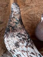 Post duiven koppel almond, Meerdere dieren, Postduif